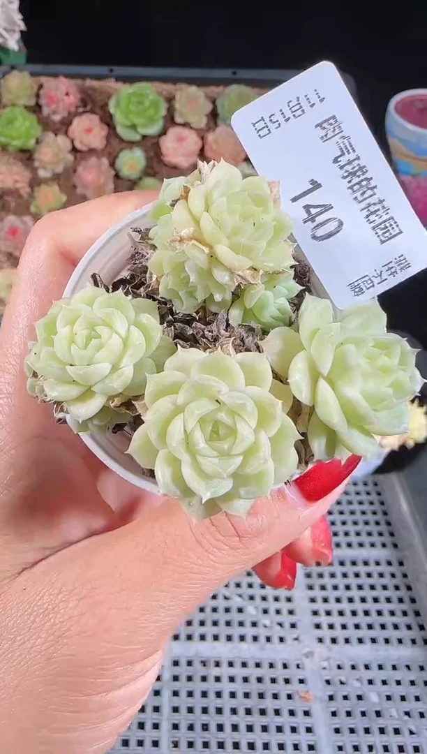 1115-140群生不包整