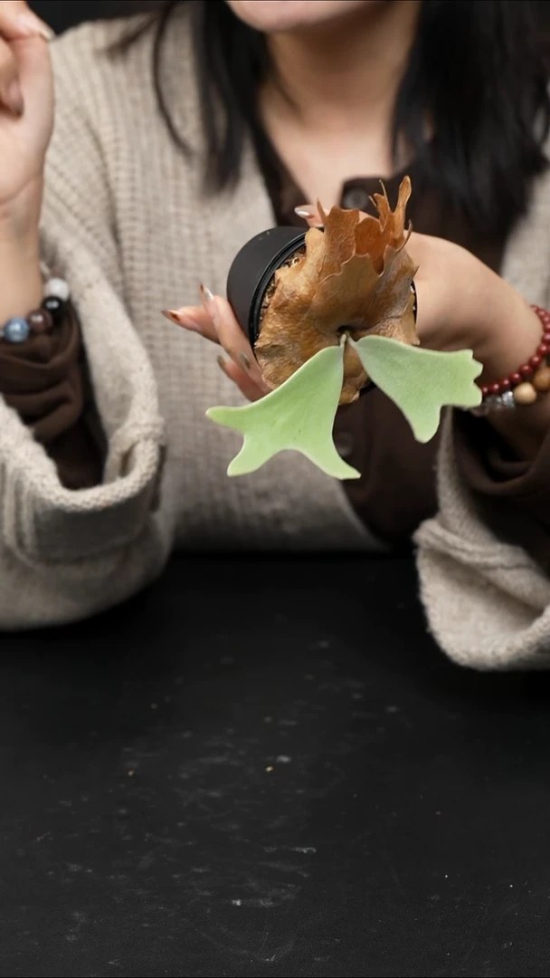 不开花植物LC1224 -18（3） 千山雪（带板）