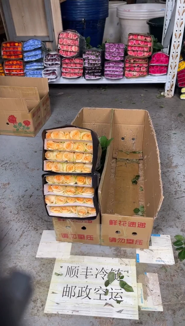 香槟 3扎+绿林草