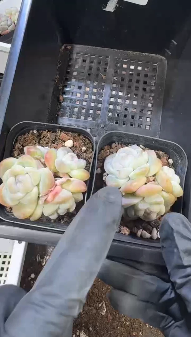 【闪购商品】83号到手1框江北多肉一物一拍