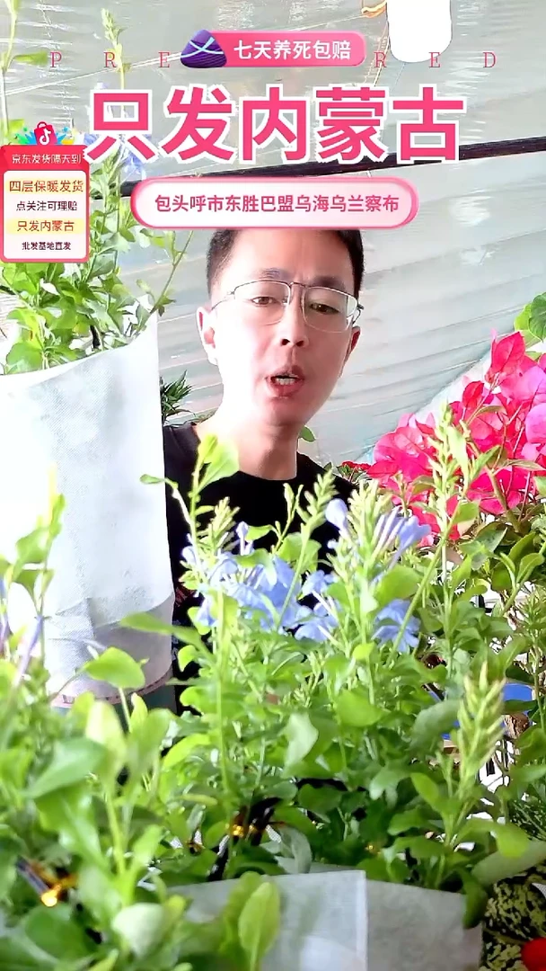 完全开放蓝雪花京东包邮