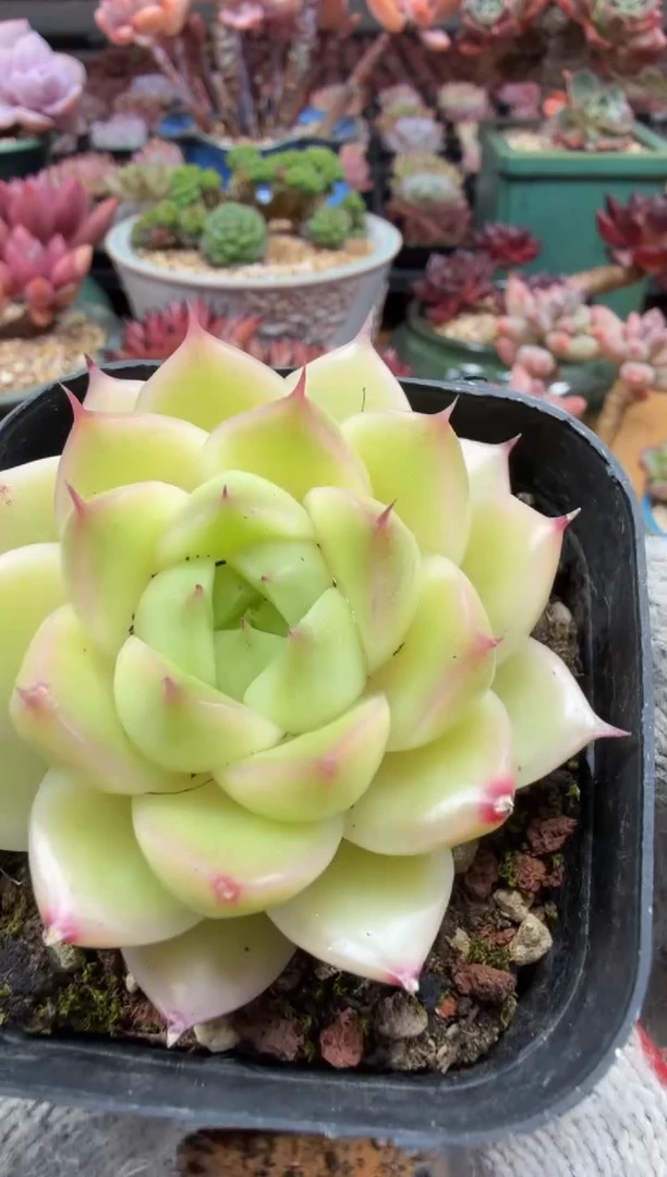 东云多肉园二店-393