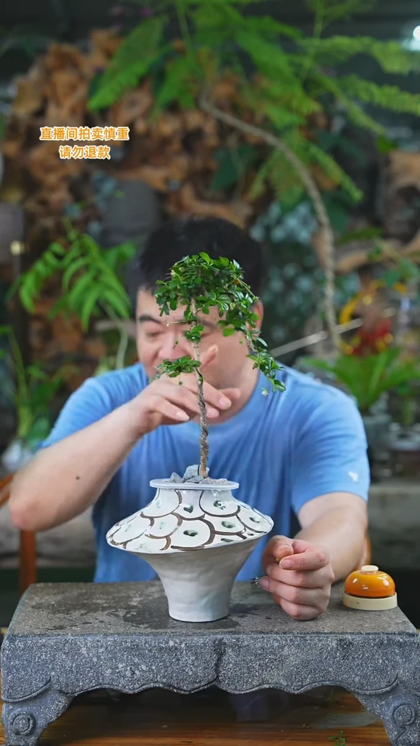 当前无花栽培后可以开花福建茶251H+