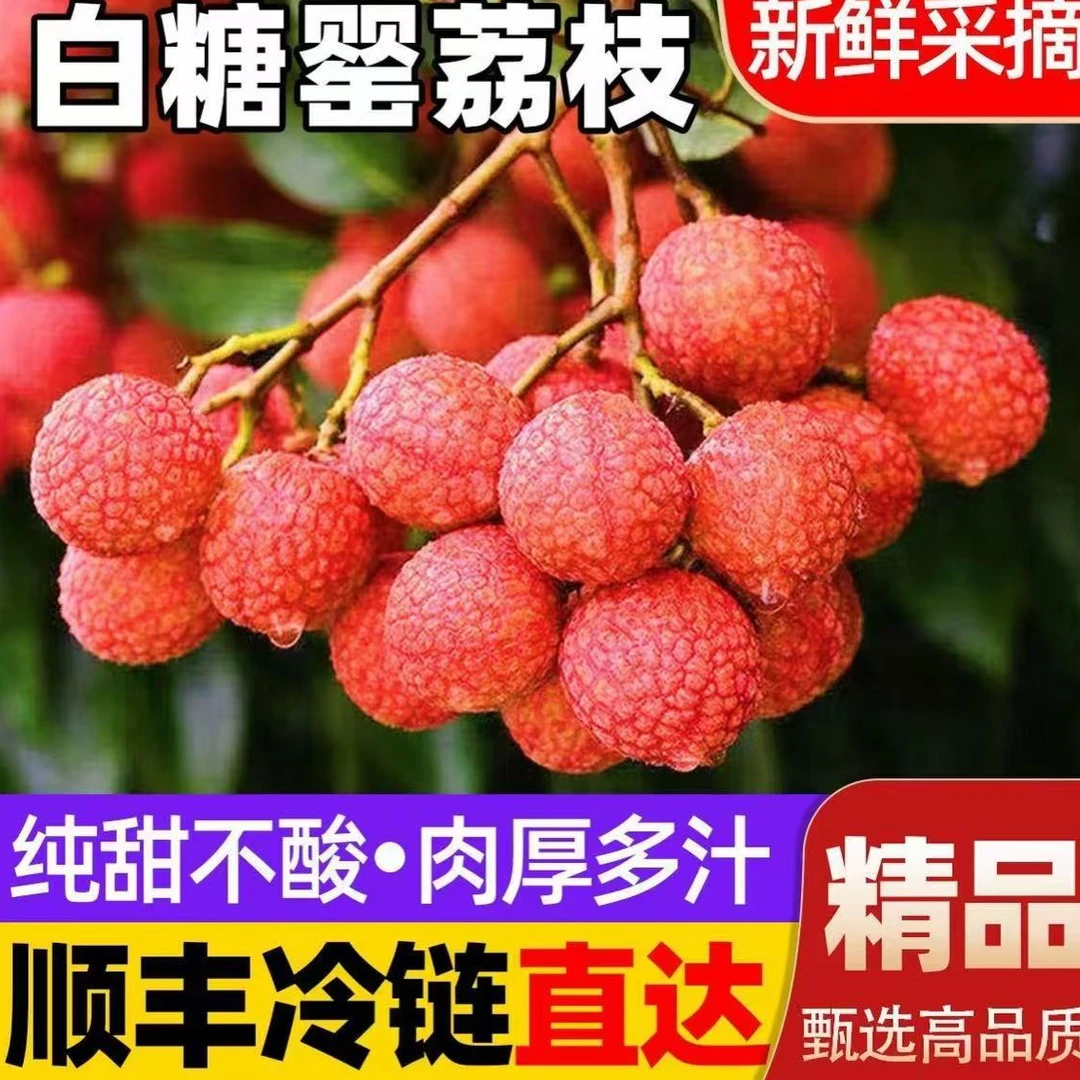 广东白糖罂荔枝 精品果 顺丰第二天到货紫罗兰荔枝荔枝同城送新鲜