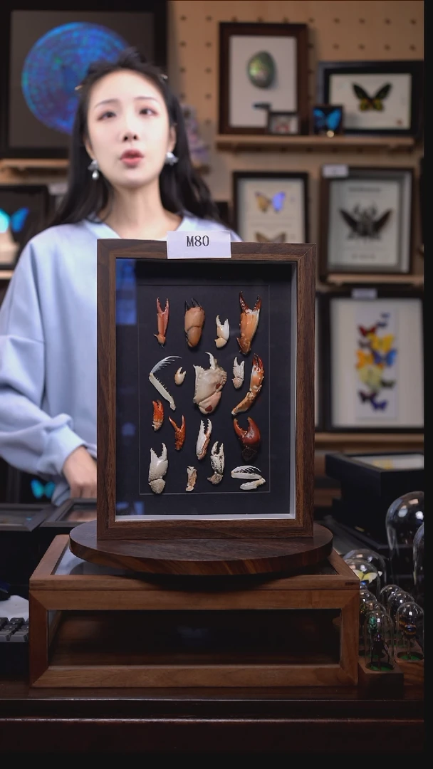 动物标本摆件竞拍m80