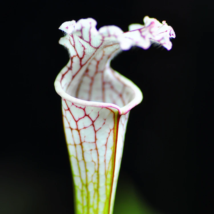 白瓶子草食虫植物直播