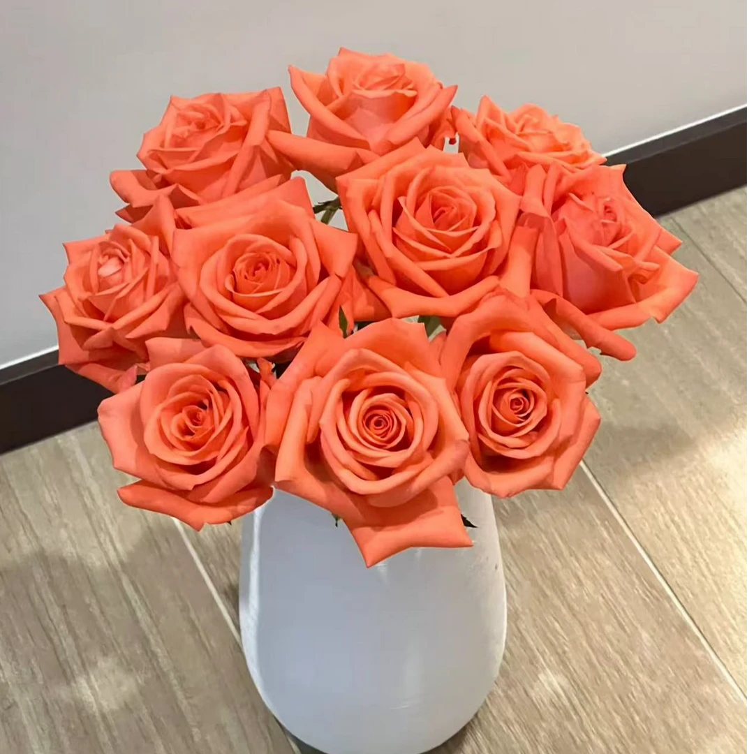 【六哥花卉】 影星粉玫瑰