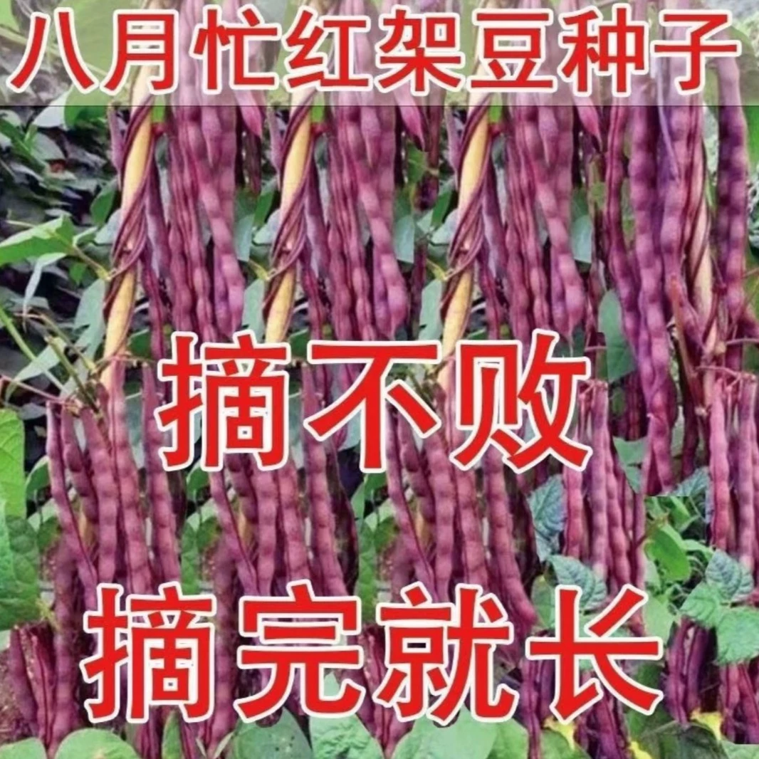 【八月忙冻死鬼豆角种子】家庭阳台小院盆栽地栽四季种植