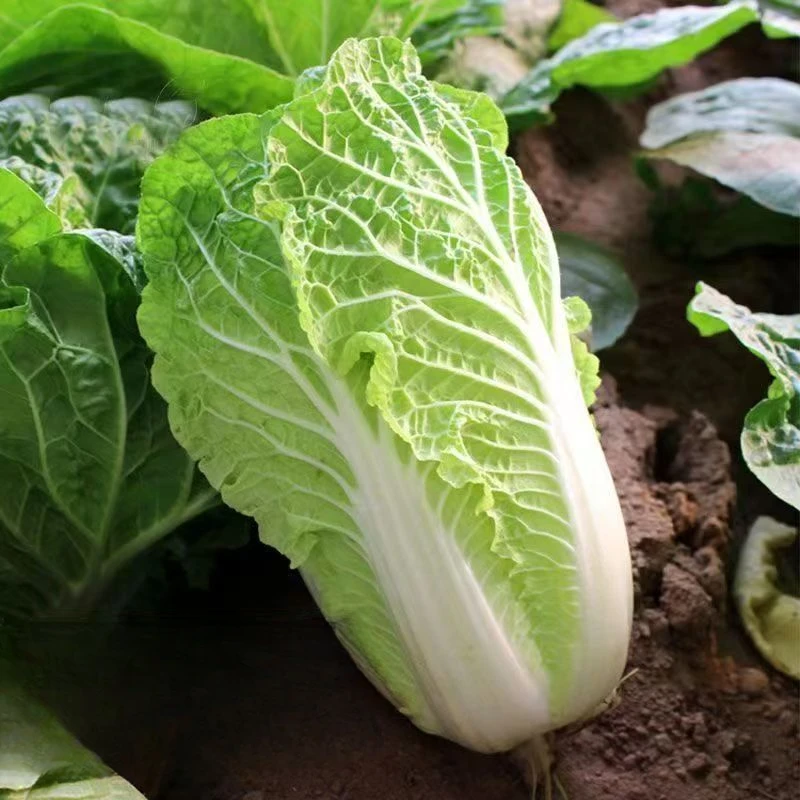 【夏阳白菜种子】四季种植盆栽地栽阳台小院种植