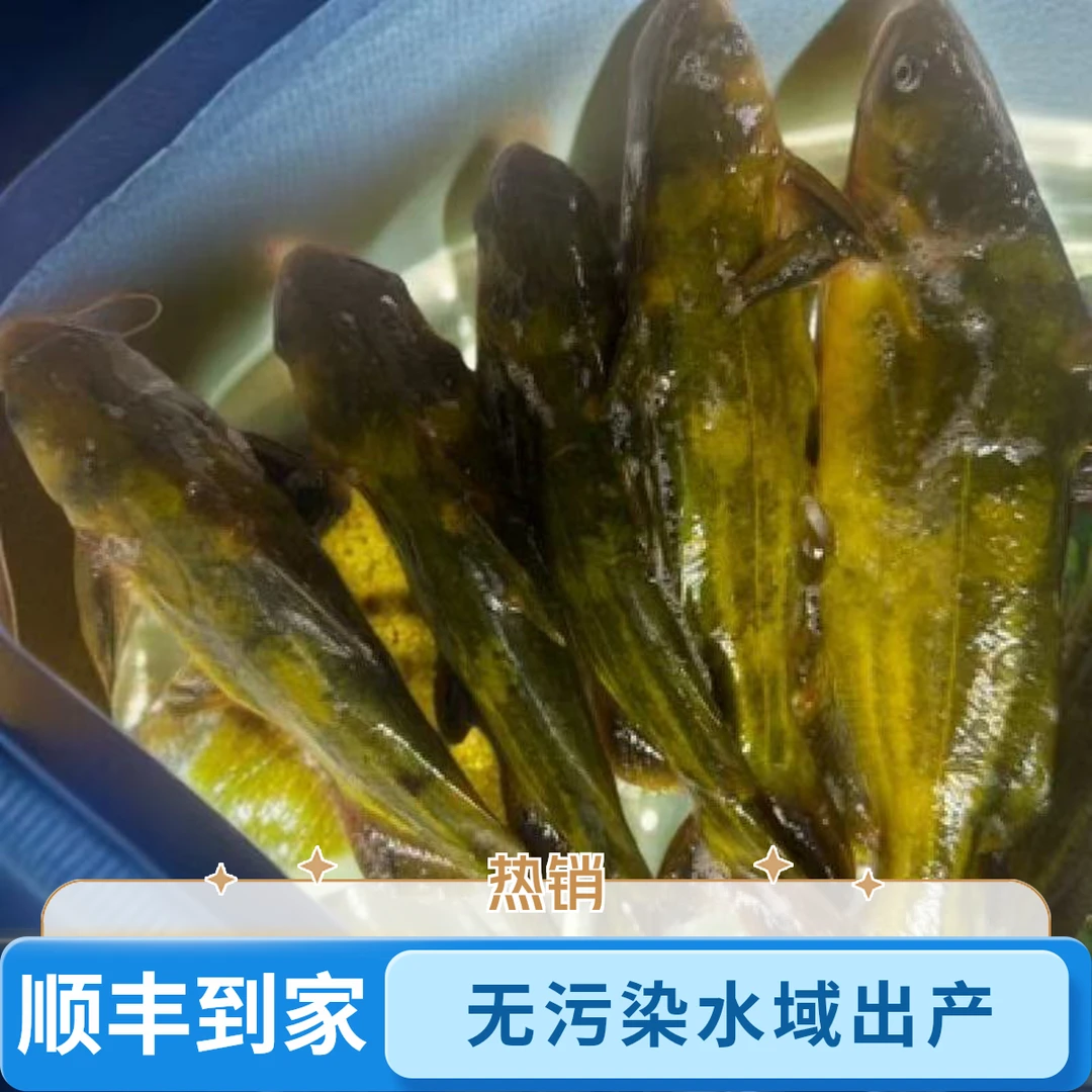 吉林松花江野生嘎牙鱼4斤惊爆价