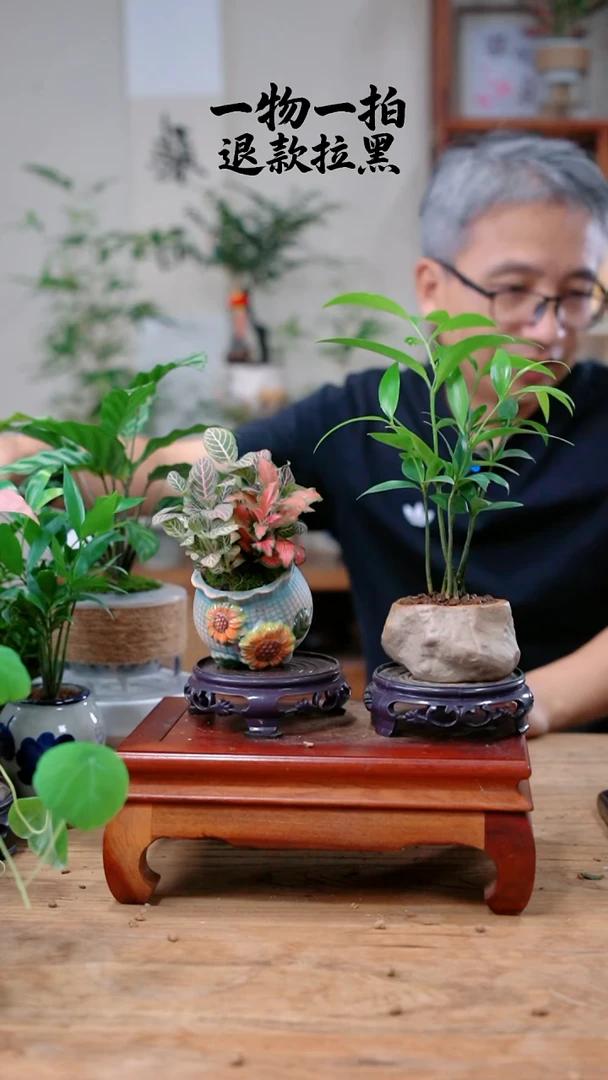 完全开放小**?竹柏+网纹草558