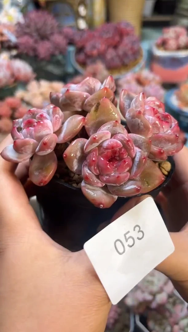 053四头星影多肉