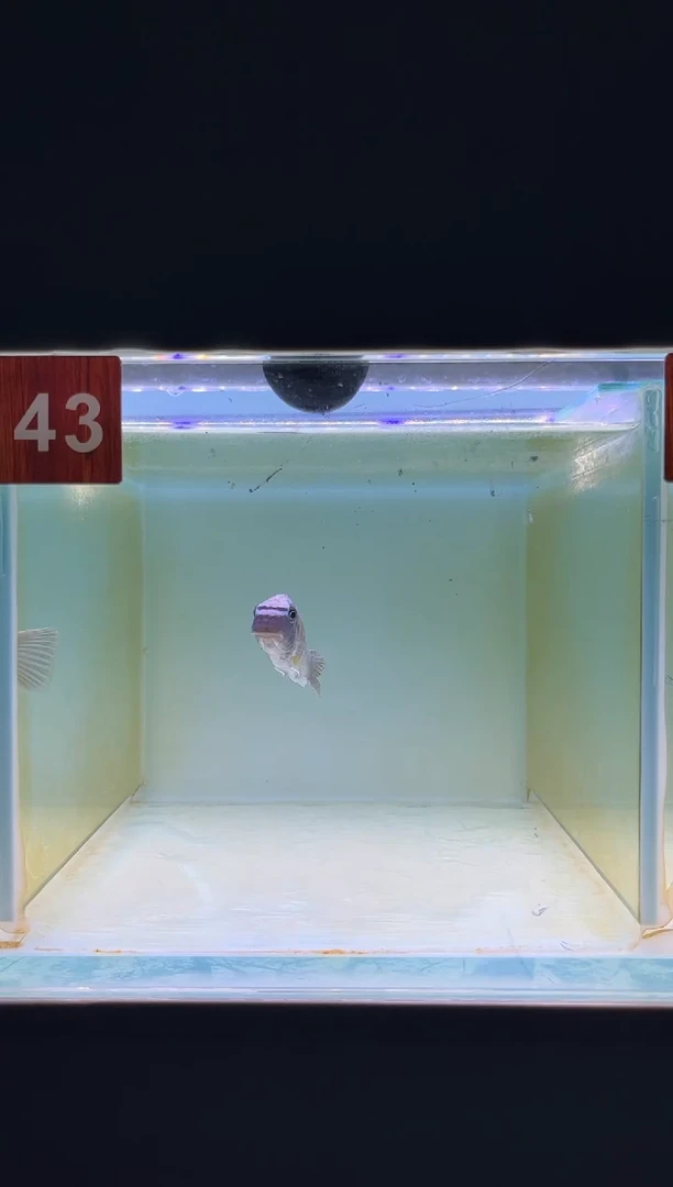 海水鱼三湖慈鲷野生