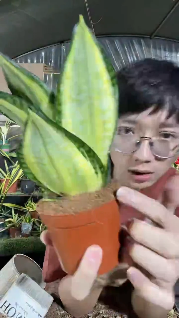 凯丽虎皮兰带盆土15.8