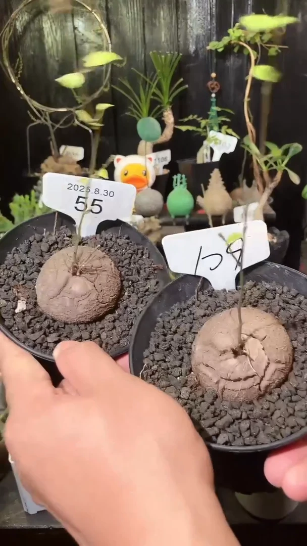 55号830福利南非龟甲龙买1个送1个