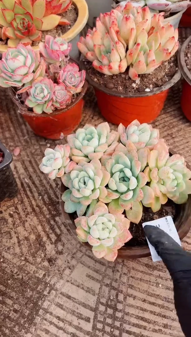 y**?多肉植物一物一拍30034