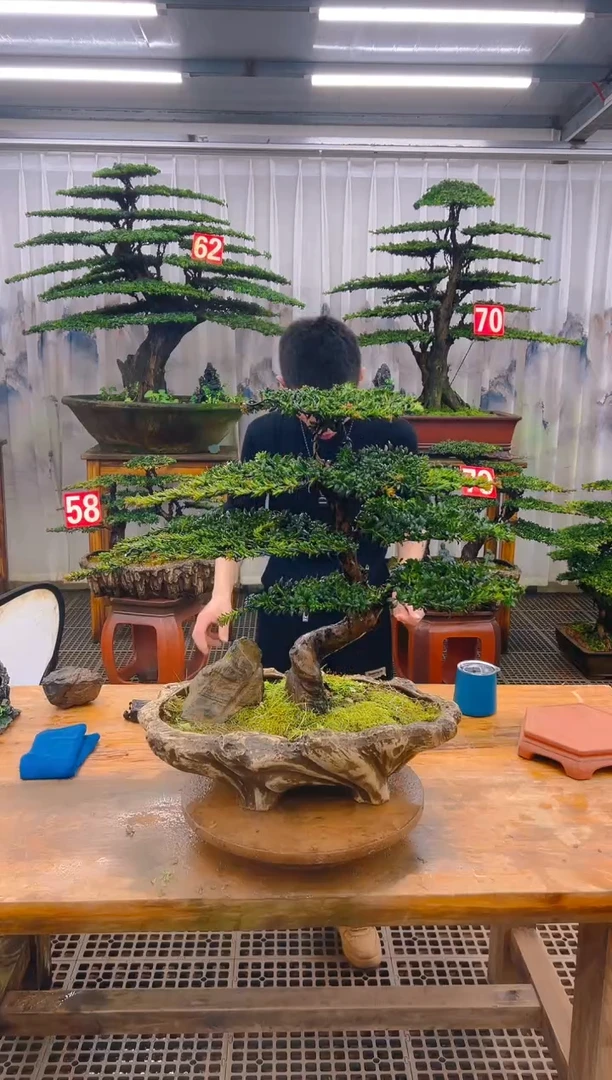 无花朵精品盆景直播间一物一拍