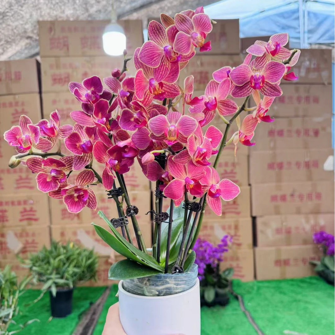 3个花剑 稀少【日升】蝴蝶兰花期能开6-7个月