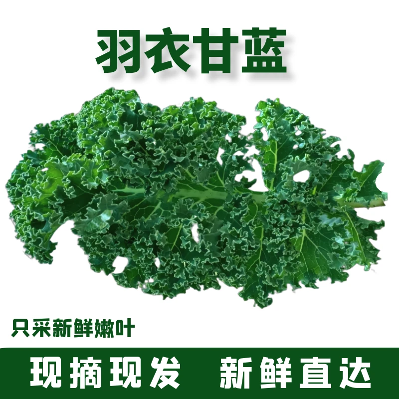 羽衣甘蓝新鲜蔬菜嫩叶现摘现发轻食健身榨汁沙拉纤体瓶kale