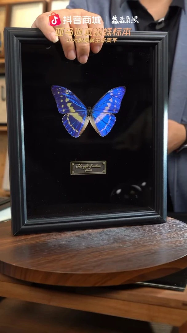 塞浦路斯闪蝶标本摆件J9