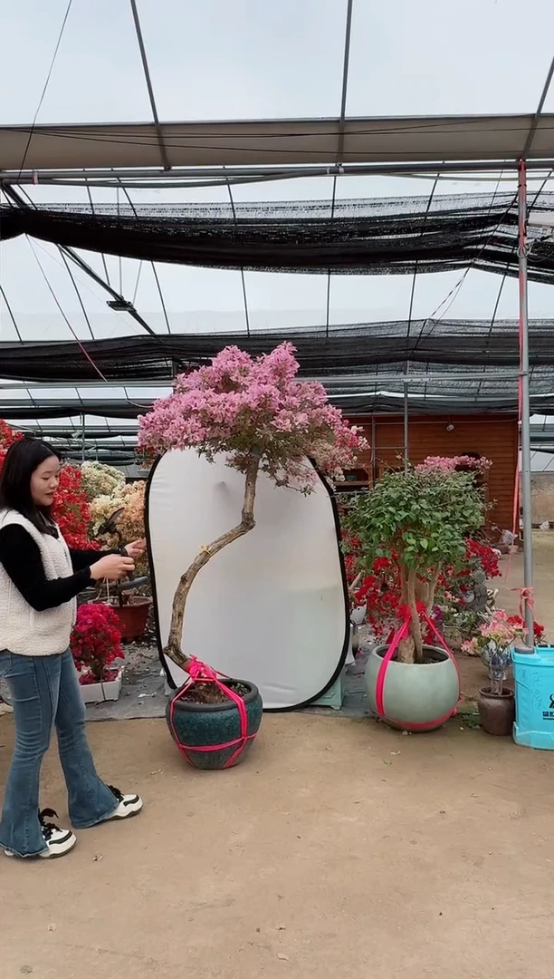 【闪购商品】盆景三角梅