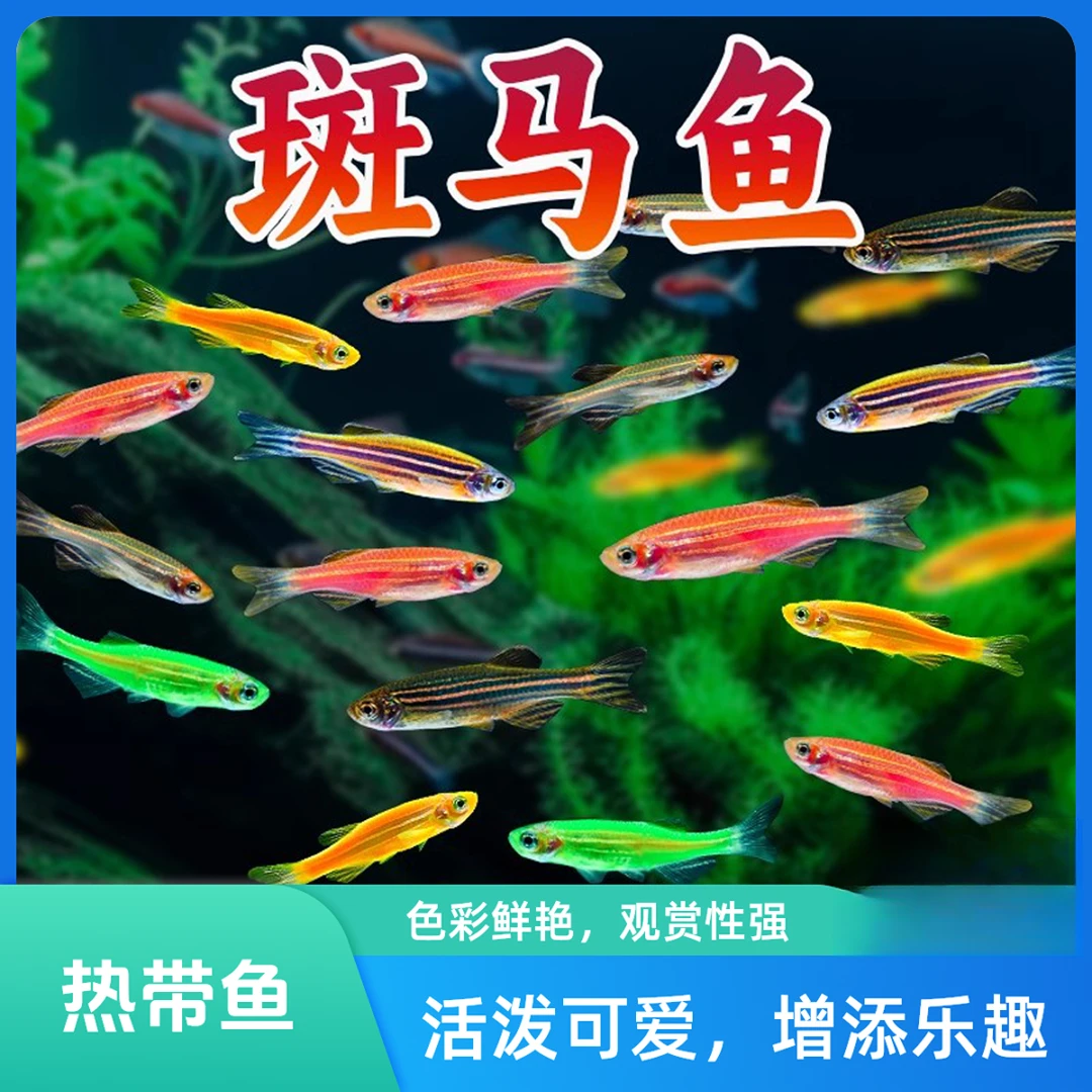 热带观赏鱼斑马鱼灯科鱼活体淡水小型鱼好养耐活群游鱼苗