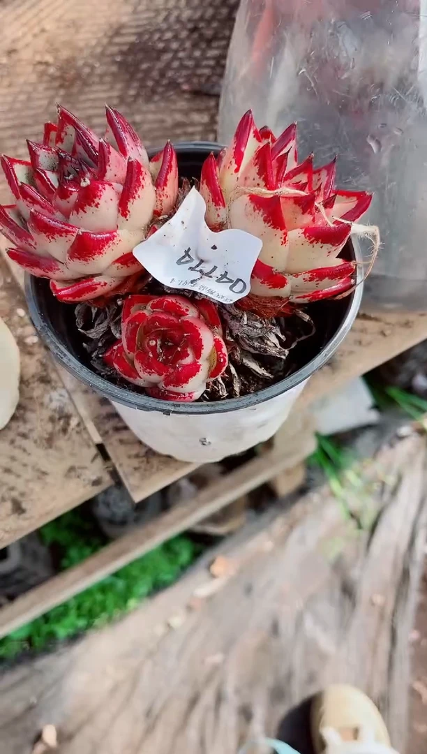 我**塑跃跃精品多肉04114