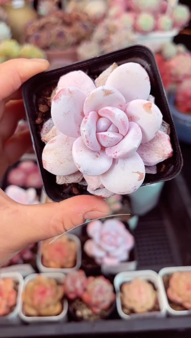 【闪购商品】7443单头雪莲多肉