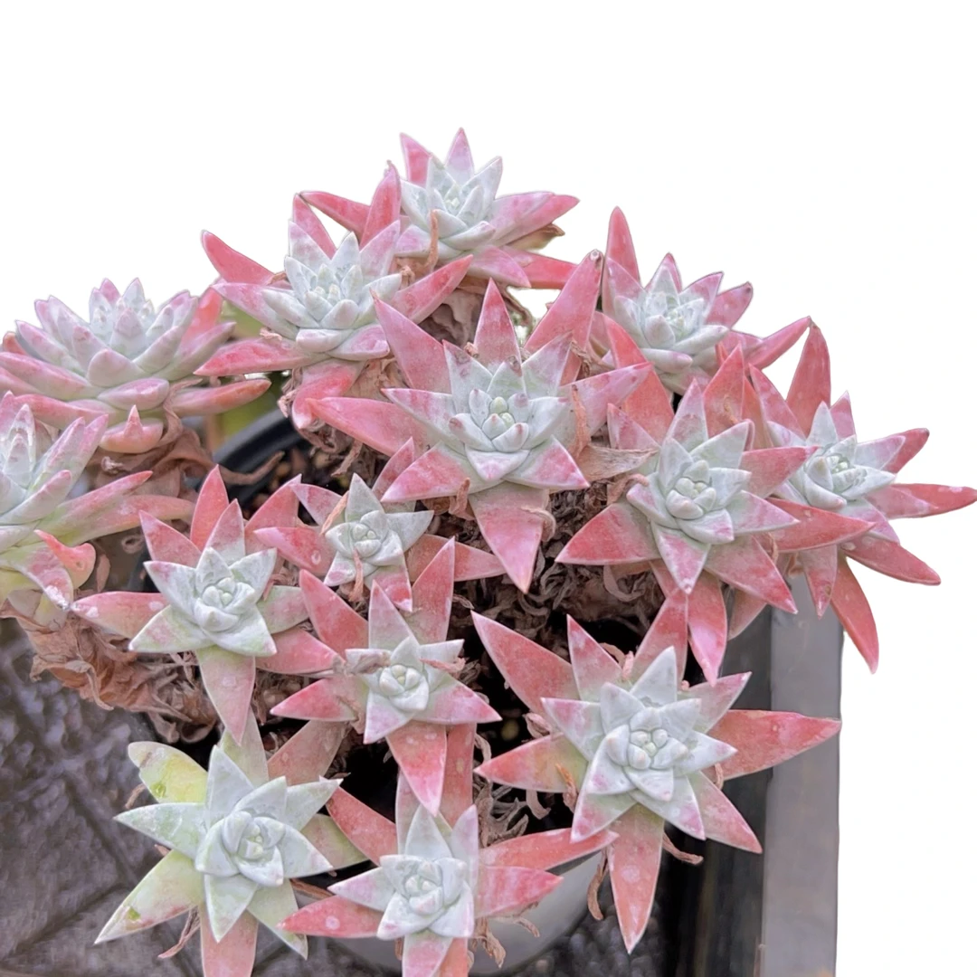 白菊(多肉植物)满19.9包邮 云南基地源头直发新手好养