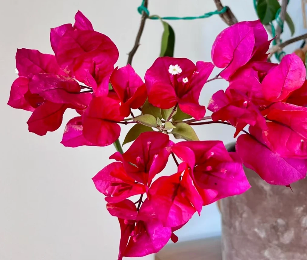 中国红  十叁月园艺三角梅袋苗  三角梅花  绿植花卉