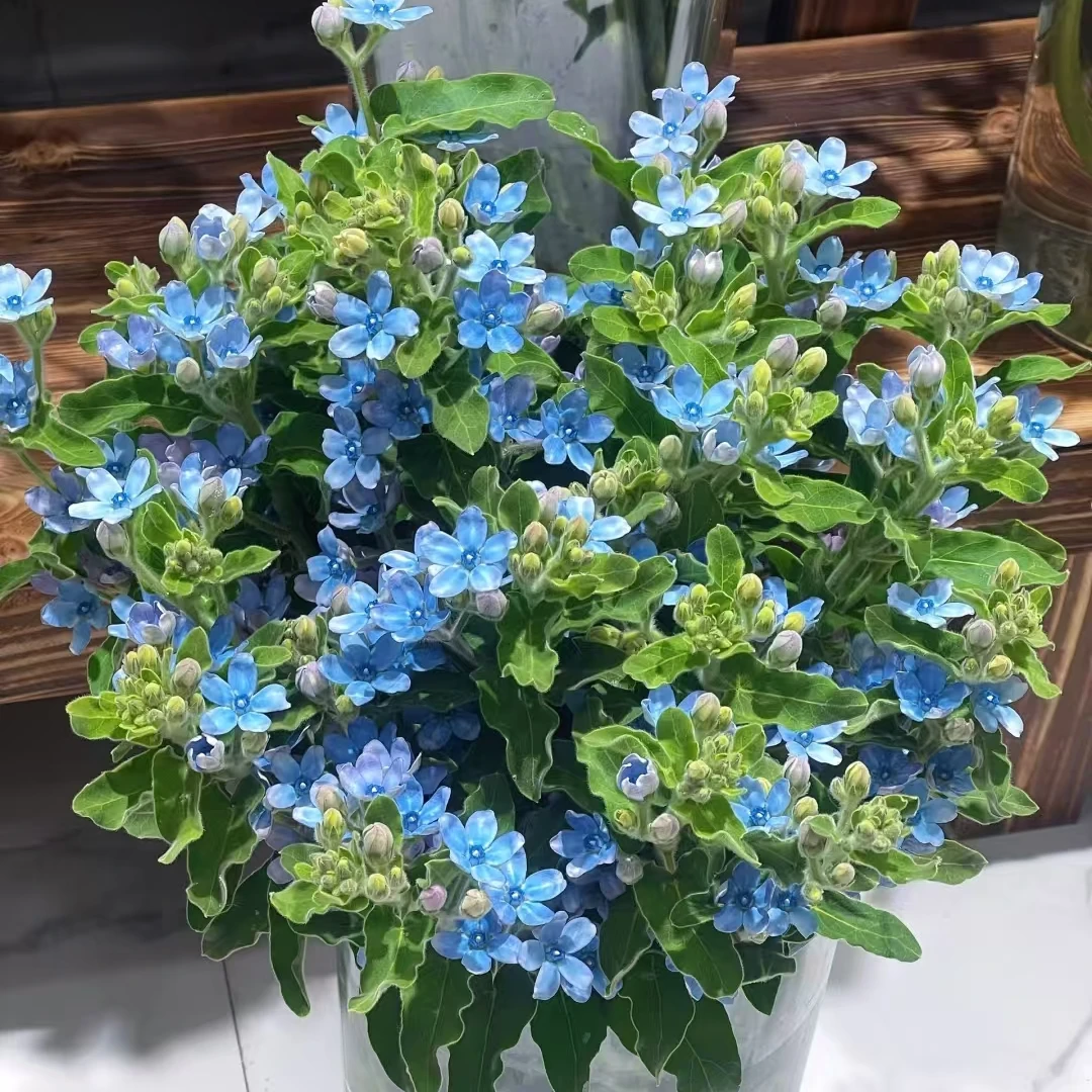 蓝星花1把2单升级顺丰