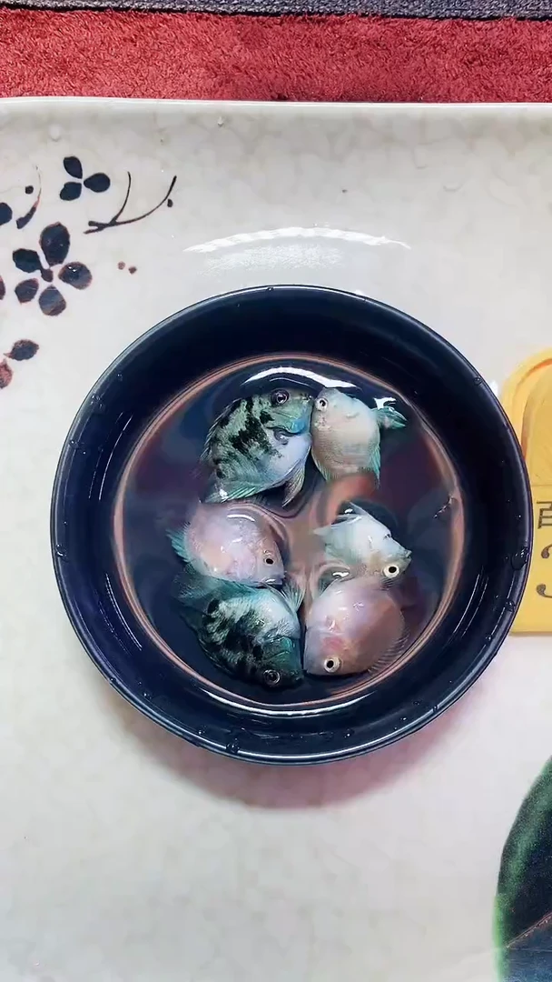 鹦鹉鱼23242424242