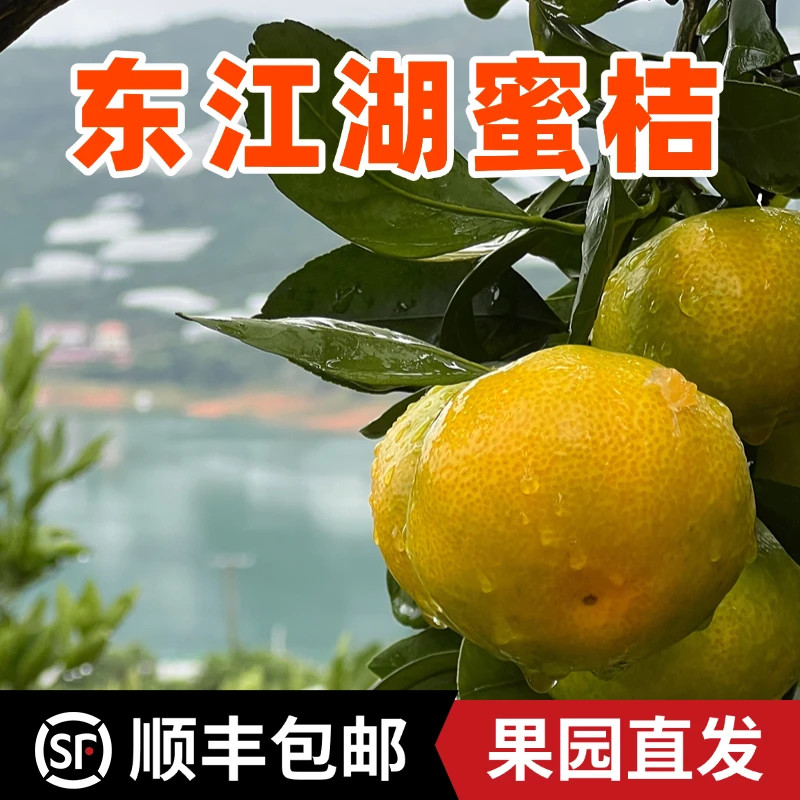 【顺丰包邮】正宗东江湖清江蜜桔无籽无核化渣肉厚鲜嫩多汁现摘现发