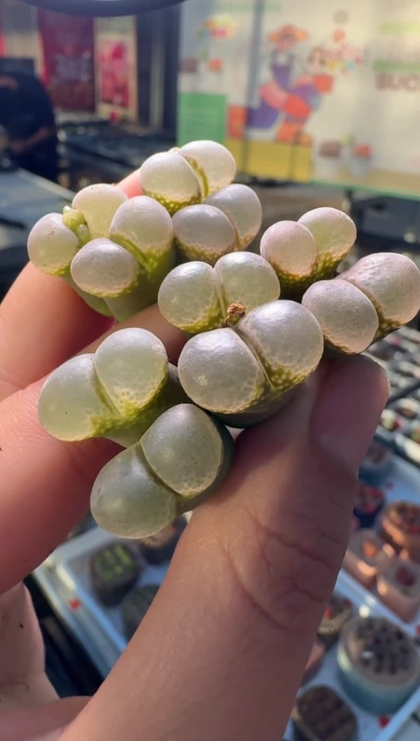 268多肉植物肉锥紫罗兰风铃一颗
