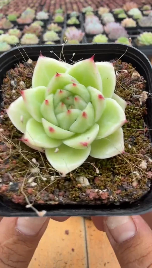 东云多肉园二店-213