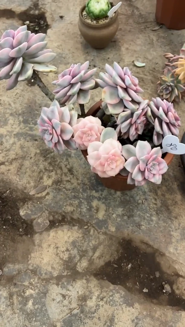 L****女       80号￥59