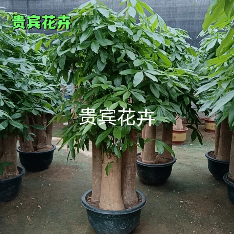 发财树大粗杆三杆发财树盆栽大型绿植适合办公室摆放开业乔迁送礼