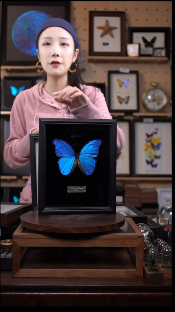 大蓝闪蝶黑绒底版10寸欧式框（带证书）