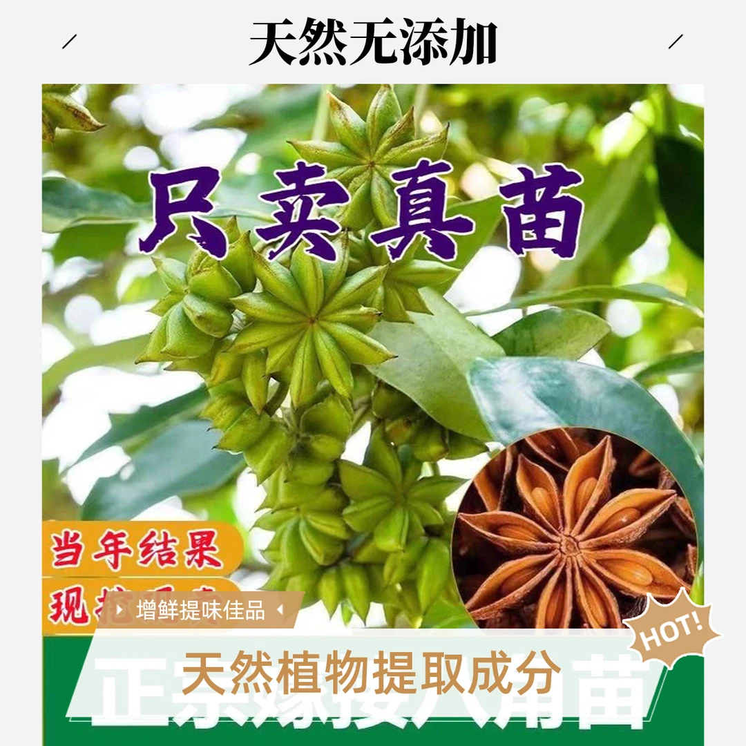 八角苗嫁接苗矮化高产早结果庭院种植茴香大红八角树苗沙巴嘉宝