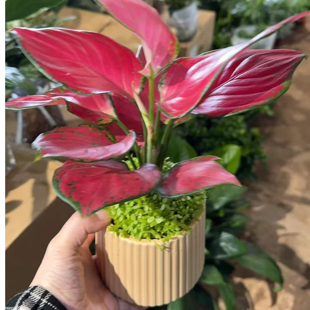 【需自提】红如意盆栽瓷盆真草