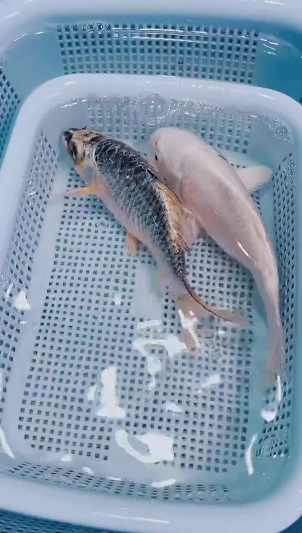 锦鲤锦鲤观赏鱼冷水鱼