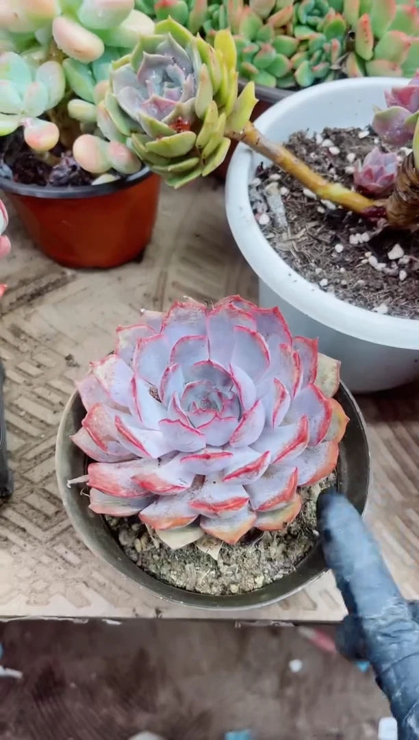 枙*15045多肉植物一物一拍