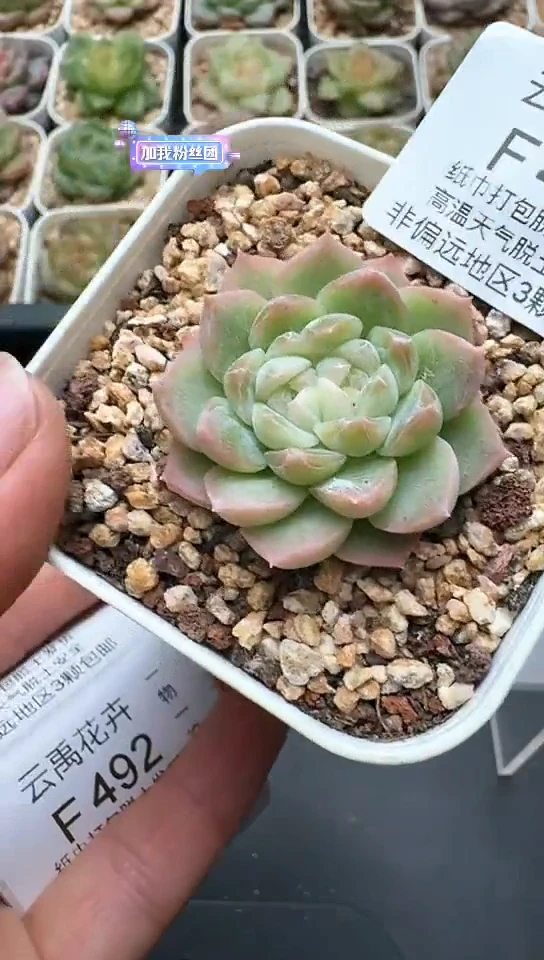 490F云禹多肉植物 默认脱土纸巾打包 3颗包邮