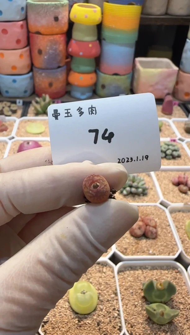 【闪购商品】25.1.19-74阿昭