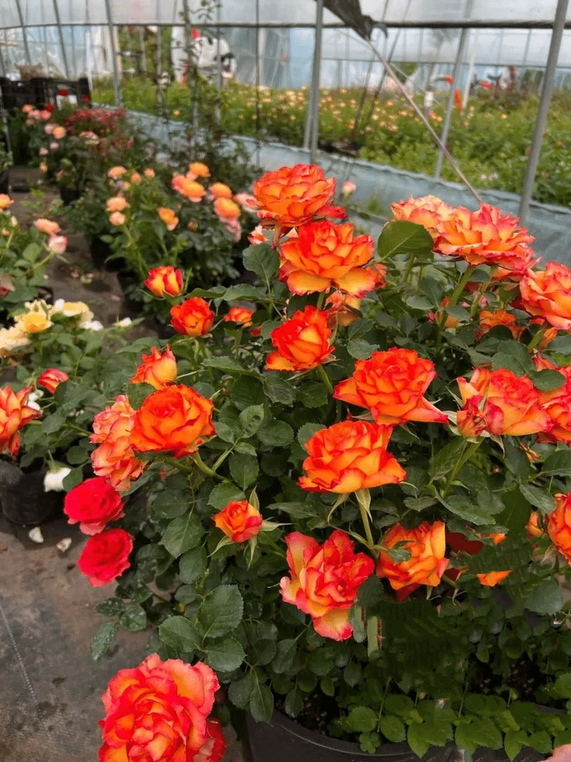 树桩月季大火焰棒棒糖四季开花庭院阳台