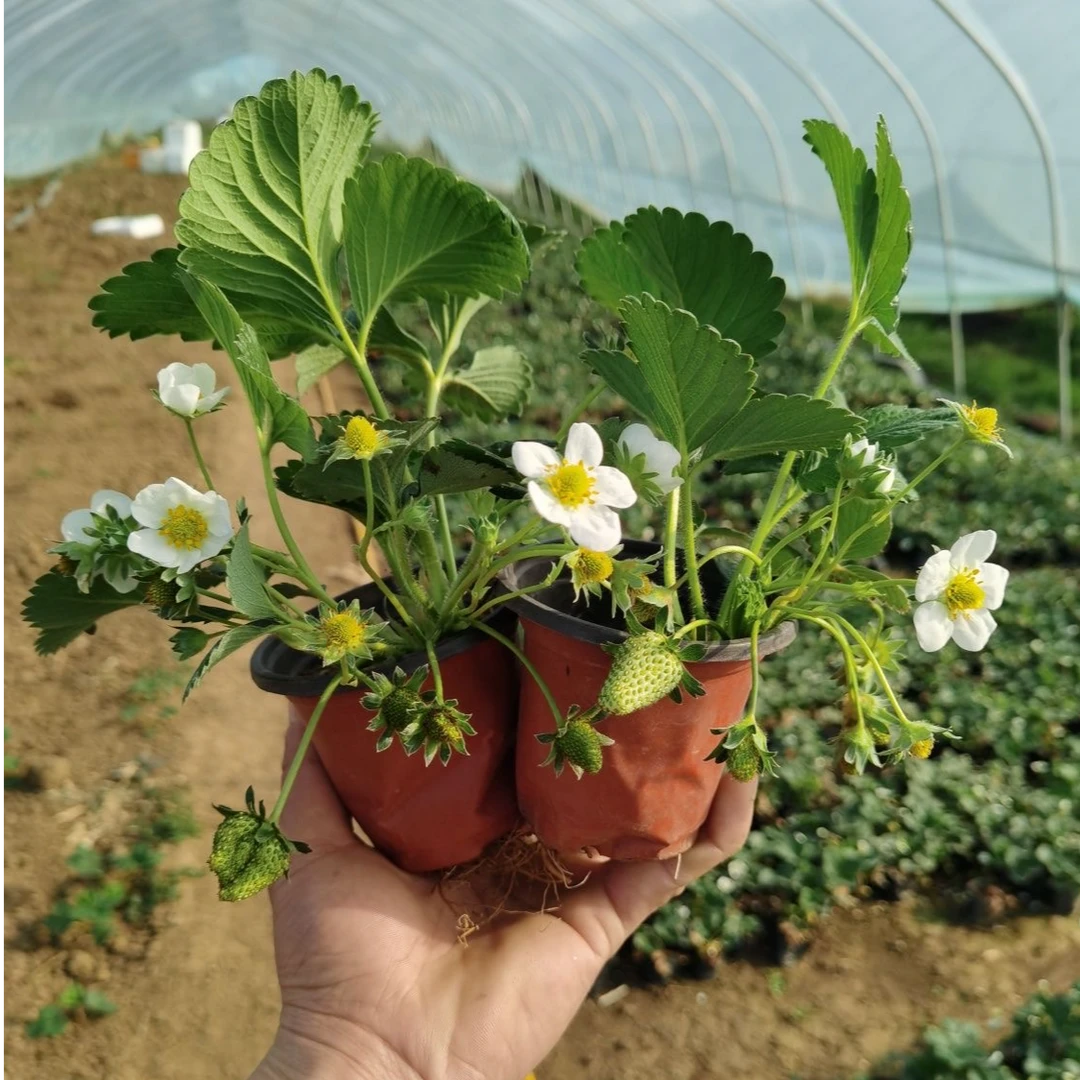 【双色杯】奶油草莓苗盆栽带盆带土红颜四季结果可食用阳台新秧苗