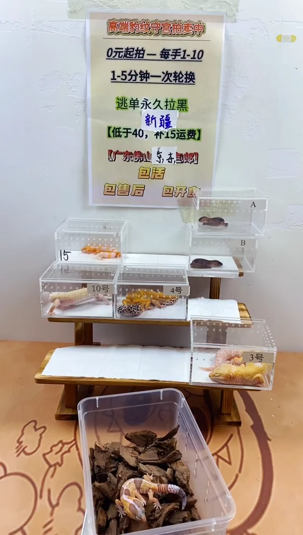 豹纹守宫豹纹守宫幼苗亚成体成体肥尾