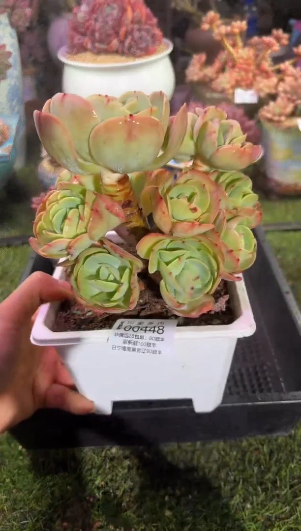 【闪购商品】00448