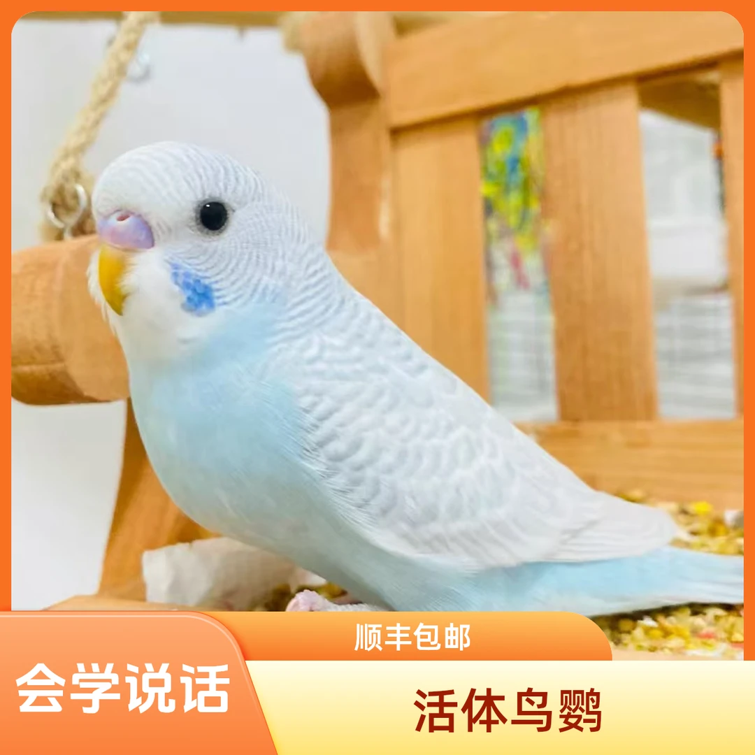 【精品一只】会学说话宠物鸟观赏鸟高品云斑鹦鹉虎皮鹦鹉包邮包活