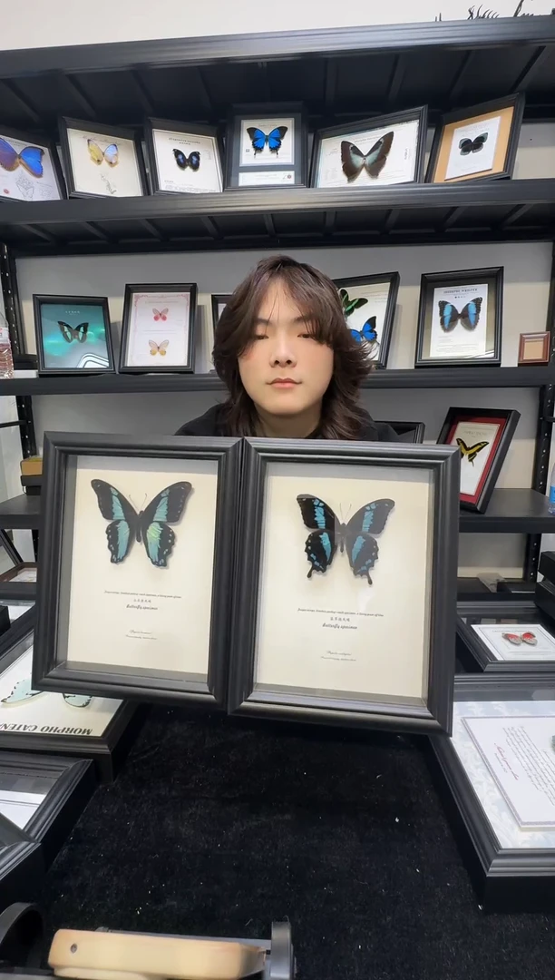 玻璃二选一瑕疵福利一物一拍，真实蝴蝶标本
